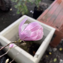 Magnolia stellata 'Dawn' (Star Magnolia) new flower.