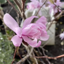 Magnolia stellata 'Dawn' (Star Magnolia) flower at Leafland.