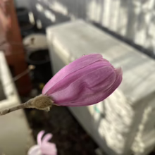Magnolia stellata 'Dawn' (Star Magnolia) bud.