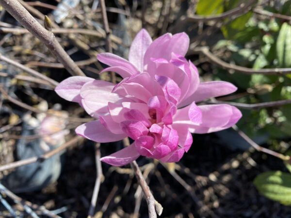 <i>Magnolia stellata</i> 'Jane Platt' - Image 2