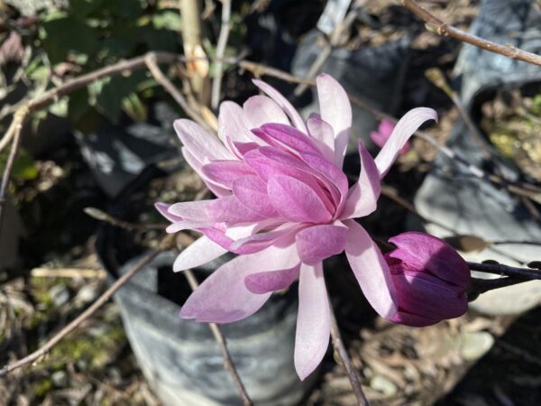 <i>Magnolia stellata</i> 'Jane Platt' - Image 3