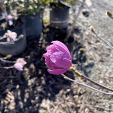 Magnolia stellata 'Jane Platt' (Star Magnolia) bud.