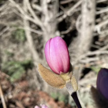 Magnolia stellata 'King Rose' (Star Magnolia) bud.