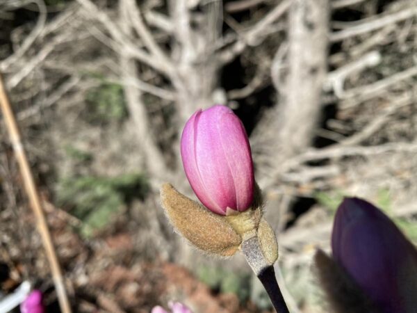 <i>Magnolia stellata</i> 'King Rose' - Image 2