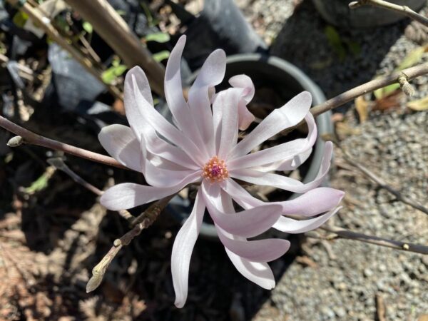 <i>Magnolia stellata</i> 'King Rose' - Image 3