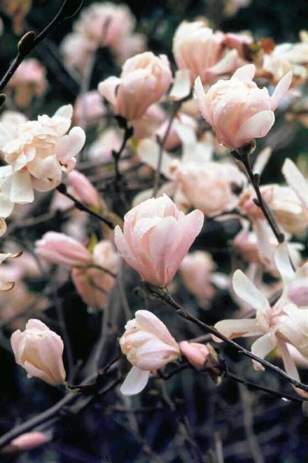 <i>Magnolia stellata</i> 'Rosea'