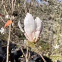 Magnolia stellata 'Royal Star' (Star Magnolia) bud.