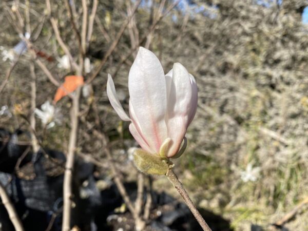 <i>Magnolia stellata</i> 'Royal Star' - Image 2