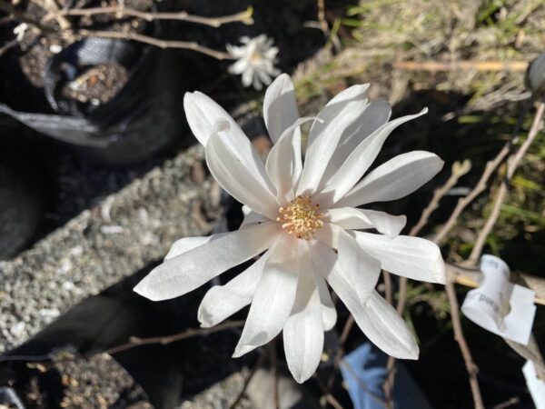 <i>Magnolia stellata</i> 'Royal Star' - Image 3