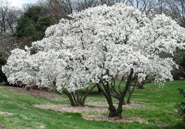 <i>Magnolia stellata</i> 'Royal Star' - Image 4