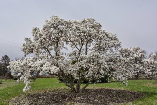 <i>Magnolia stellata</i> 'Royal Star'