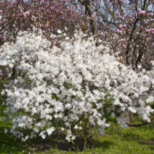 Star Magnolia in full bloom, showcasing brilliant white flowers against a backdrop of pink magnolia trees in a lush green park setting.