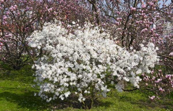 <i>Magnolia stellata</i> 'Waterlily' - Image 2