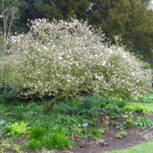 Magnolia stellata ‘Waterlily’ (Star Magnolia) tree in garden.