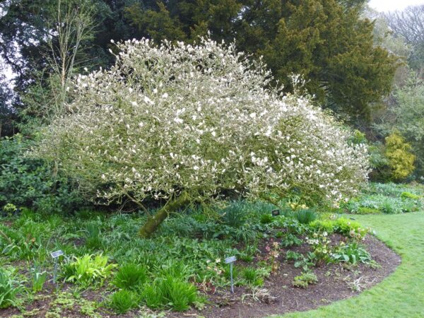 <i>Magnolia stellata</i> 'Waterlily' - Image 4