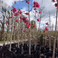 Magnolia 'Strawberry Fields' (Magnolia) tree at Leafland.
