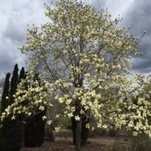 Magnolia 'Sundance' (Magnolia) large tree.