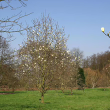 Magnolia 'Sundance' (Magnolia) winter form.