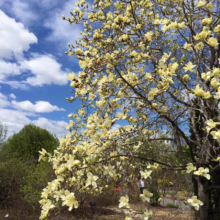 Magnolia 'Sundance' (Magnolia) flowering branches.