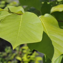 Magnolia 'Sundance' (Magnolia) leaf.