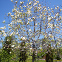 Magnolia 'Sundance' (Magnolia) in spring.