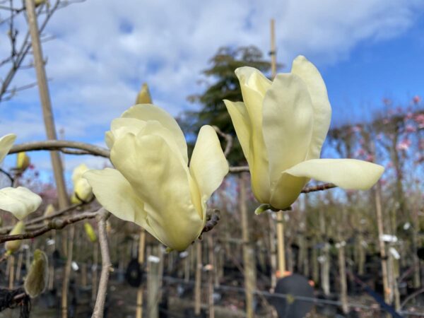 <i>Magnolia</i> 'Sundance'