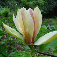 Magnolia 'Sunsation' (Magnolia) opening bud.