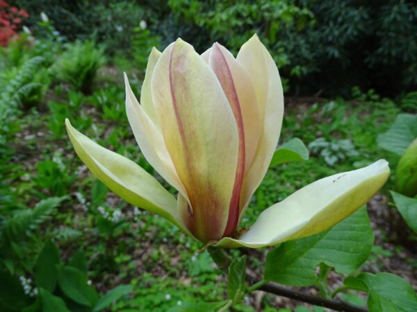 <i>Magnolia</i> 'Sunsation' - Image 2