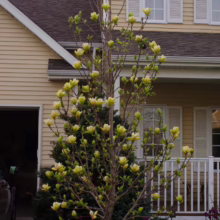 Magnolia 'Sunsation' (Magnolia) flowering tree.