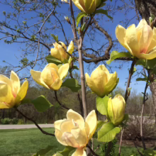 Magnolia 'Sunsation' (Magnolia) flowering branch.