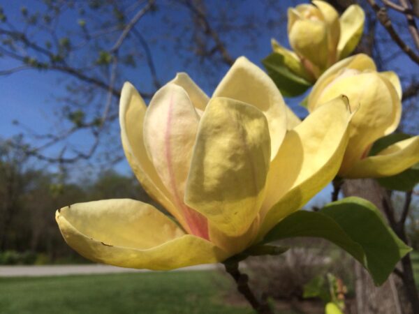 <i>Magnolia</i> 'Sunsation'