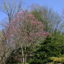 Magnolia 'Susan' (Magnolia) mature tree.