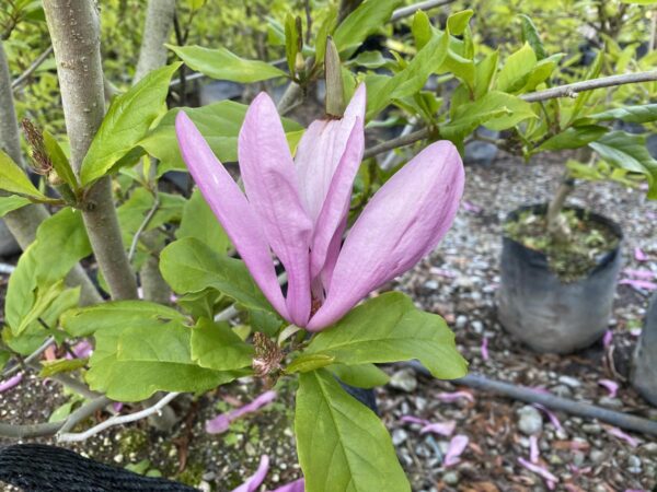 <i>Magnolia</i> 'Susan'