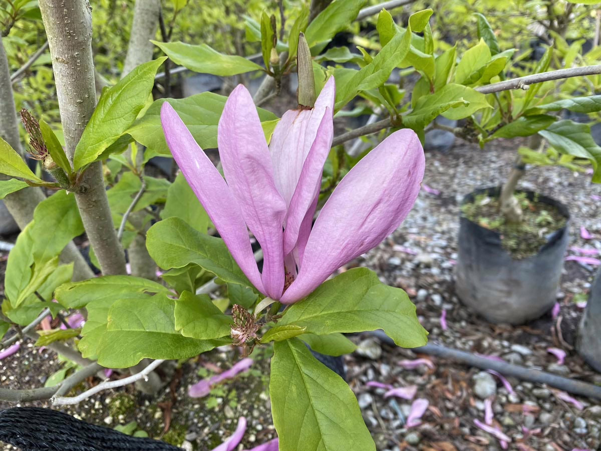 Magnolia 'Susan' (Magnolia) flower.