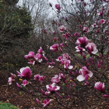 Magnolia 'Todd Gresham' (Magnolia) flowering branches.