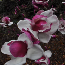 Magnolia 'Todd Gresham' (Magnolia) spring flowers.