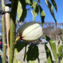 Close-up of a creamy white magnolia blossom bud, still tightly closed, against a backdrop of glossy green leaves and a bright blue sky. The bud is attached to a young tree supported by a stake.