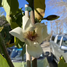 Close-up of a creamy white magnolia blossom with brown center, blooming on a young tree supported by a stake. Green leaves and a blurred parking lot are visible in the background.
