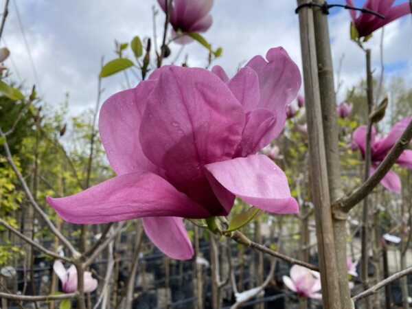 <i>Magnolia</i> 'Ula'