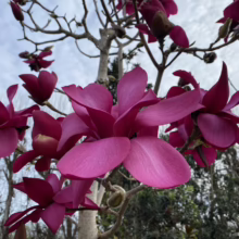 Magnolia 'Vulcan' (Magnolia Tree) side on flower.