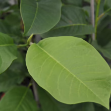 Magnolia 'Vulcan' (Magnolia Tree) leaf.