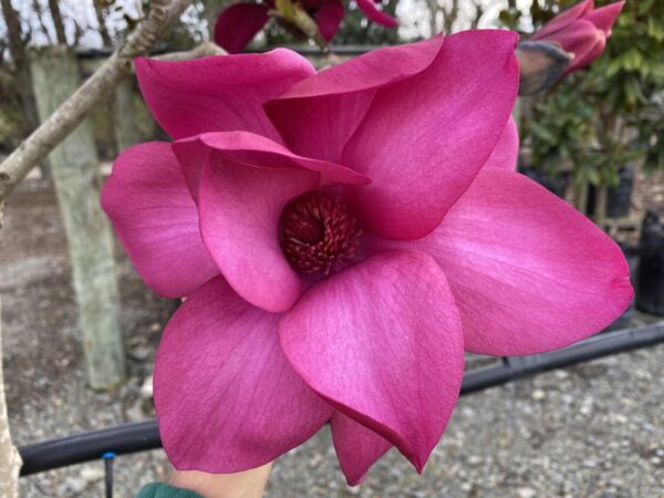 <i>Magnolia</i> 'Vulcan'