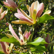 Magnolia x brooklynensis ‘Woodsman’ (Magnolia) open flowers.