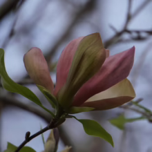 Magnolia x brooklynensis ‘Woodsman’ (Magnolia) single flower.