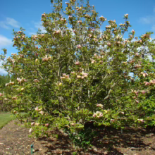 Magnolia x brooklynensis ‘Woodsman’ (Magnolia) large tree.