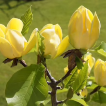 Cluster of yellow magnolia blossoms on a branch, with bright green leaves and a soft green background.
