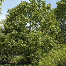 Magnolia x brooklynensis 'Yellow Bird' (Magnolia) large tree.