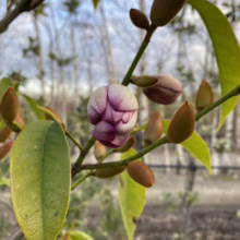 Michelia x foggii 'Bubbles' (Michelia) new bud.