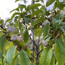Michelia x foggii 'Bubbles' (Michelia) flowering branches.
