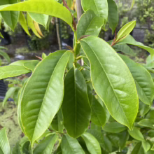 Michelia x foggii 'Bubbles' (Michelia) foliage.